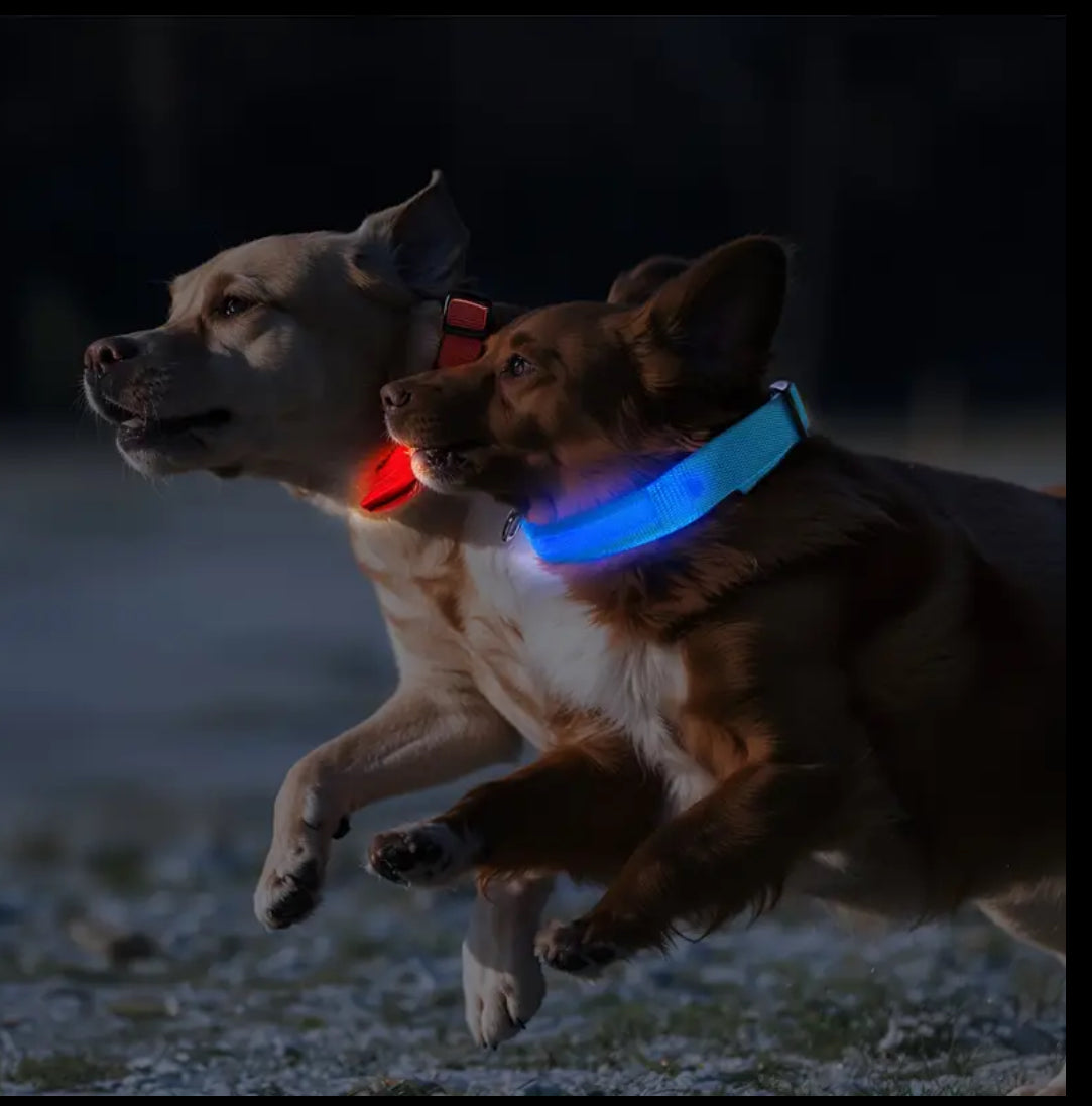 Bright Bark Collar